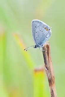 Großaufnahme eines Schmetterlings.