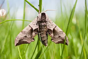 European Moth Species Drucke: Macro image of a butterfly
