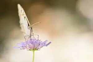 Macro Nature Photography Drucke: Macro image of a butterfly