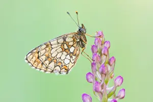 Bilder Datiert 22. Mai 2011: Großaufnahme eines Schmetterlings.