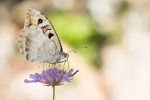 August Drucke: Großaufnahme einer Schmetterling