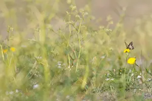 Großaufnahme eines Schmetterlings.