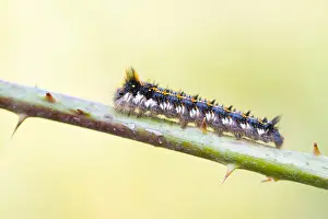 German Wildlife Fauna Drucke: Macro image of a butterfly