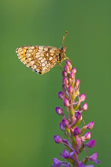 German Wildlife Fauna Images Drucke: Macro image of a butterfly