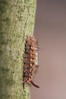 German Wildlife Fauna Drucke: Macro image of a butterfly