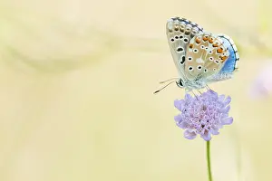 Bilder Datiert 7. August 2019: Großaufnahme eines Schmetterlings.