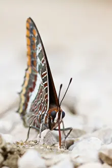 Bilder Datiert 11. September 2014: Großaufnahme eines Schmetterlings.
