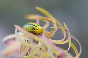 German Wildlife Fauna Drucke: Macro image of a butterfly