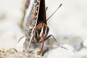 Bilder Datiert 11. September 2014: Großaufnahme eines Schmetterlings.