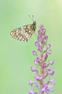 Outdoor Wildlife Photography Tips Drucke: Macro image of a butterfly