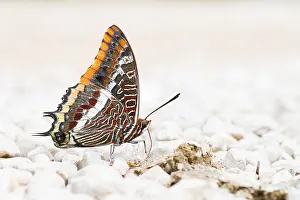 Bilder Datiert 11. September 2014: Großaufnahme einer Schmetterlings.