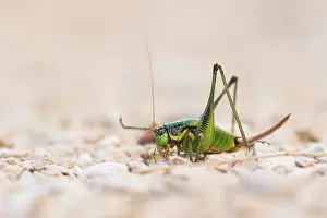 Bilder Datiert 12. August 2019: Großaufnahme eines Schmetterlings.