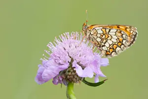 Bilder Datiert 16. Mai 2011: Großaufnahme eines Schmetterlings.