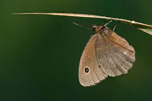 German Wildlife Fauna Drucke: Macro image of a butterfly
