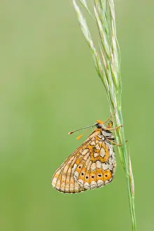 Bilder Datiert 16. Mai 2011: Großaufnahme eines Schmetterlings.