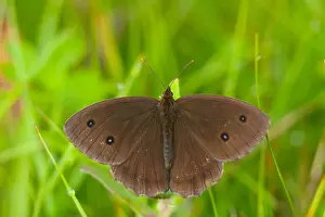 German Wildlife Fauna Drucke: Macro image of a butterfly
