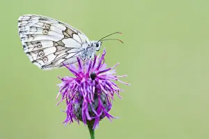 German Wildlife Fauna Drucke: Macro image of a butterfly