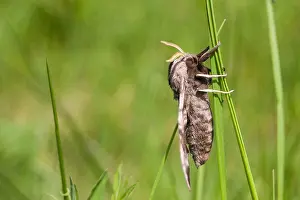 European Moth Species Drucke: Macro image of a butterfly