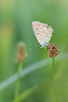 Macro Insect Images Drucke: Macro image of a butterfly