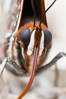 Bilder Datiert 11. September 2014: Großaufnahme eines Schmetterlings.