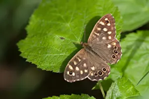 Speckled Wood Butterfly Drucke: Macro image of a butterfly