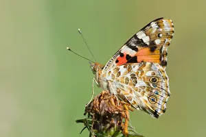German Wildlife Fauna Drucke: Macro image of a butterfly
