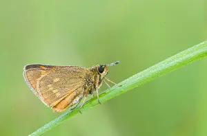 Large Skipper Insect Drucke: Macro image of a butterfly