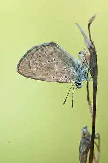 German Wildlife Fauna Drucke: Macro image of a butterfly