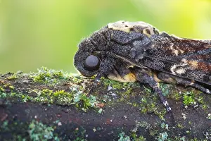 Bilder Datiert 14. September 2017: Großaufnahme eines Totenkopffalters.
