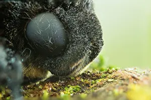 Bilder Datiert 15. September 2017: Großaufnahme eines Totenkopffalters