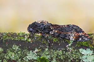 Bilder Datiert 14. September 2017: Großaufnahme eines Totenkopffalters.