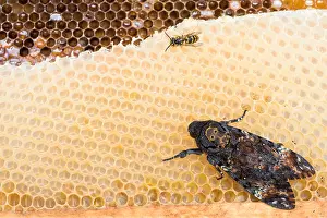 Germany Wildlife Fauna Drucke: Macro image of a Deaths-head Hawk Moth