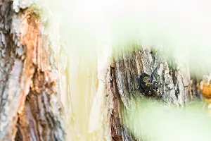 Bilder Datiert 15. September 2017: Großaufnahme eines Totenkopf-Spinnerraupenmotivs.