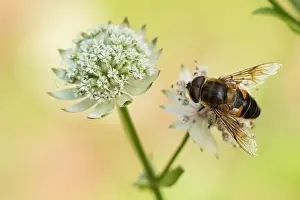 Nature Insect Photography Drucke: Macro image of a Drone fly