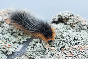 Asian Wildlife Drucke: Macro image of a Garden tiger moth