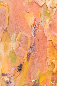 Bilder Datiert 18. Juni 2019: Großaufnahme eines Insekts.