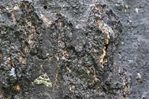 Makrobild eines Insekts.