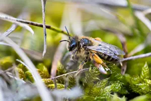Großaufnahme eines Insekts.
