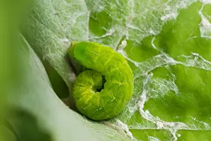 Bilder Datiert 3. August 2019: Makrobild eines Insekts.