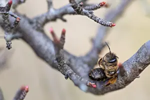 Großaufnahme eines Insekts.