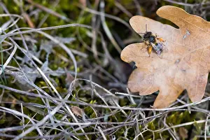 Großaufnahme eines Insekts.