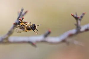 Großaufnahme eines Insekts.