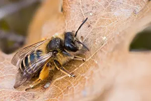 Großaufnahme eines Insekts.