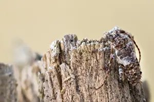 Macro Insect Images Drucke: Macro image of an insect