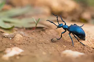 Macro Insect Images Drucke: Macro image of an insect