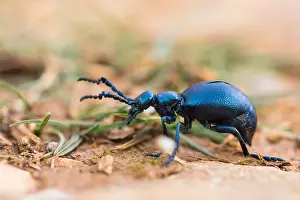 Macro Insect Images Drucke: Macro image of an insect