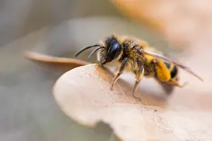 Großaufnahme eines Insekts.