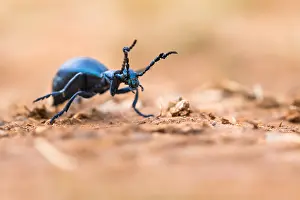 Macro Insect Images Drucke: Macro image of an insect