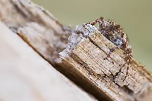 Macro Insect Images Drucke: Macro image of an insect