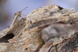 Makrobild eines Insekts.